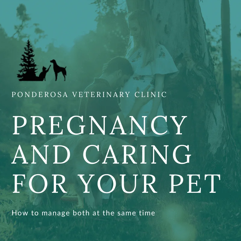 graphic showing pregnancy and caring for your pet