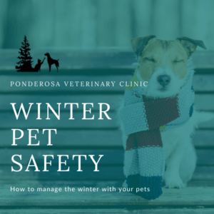 Winter Pet Safety Tips Ponderosa Veterinary Clinic