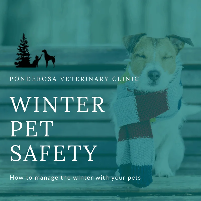 graphic showing winter pet safety