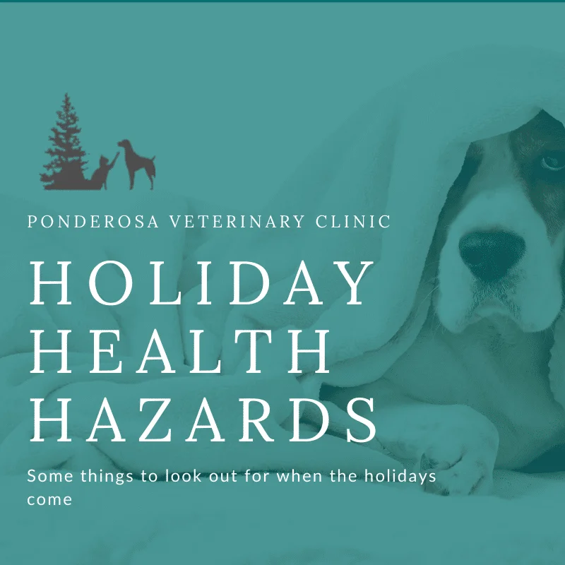 graphic showing holiday health hazards for pets