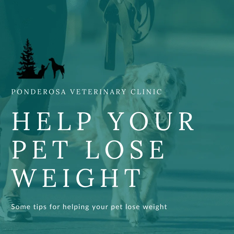 help your pet lose weight graphic