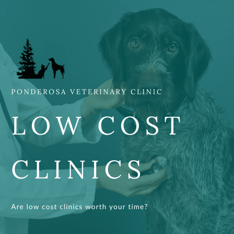 Low Cost Spay Neuter vs Vet Ponderosa Veterinary Clinic