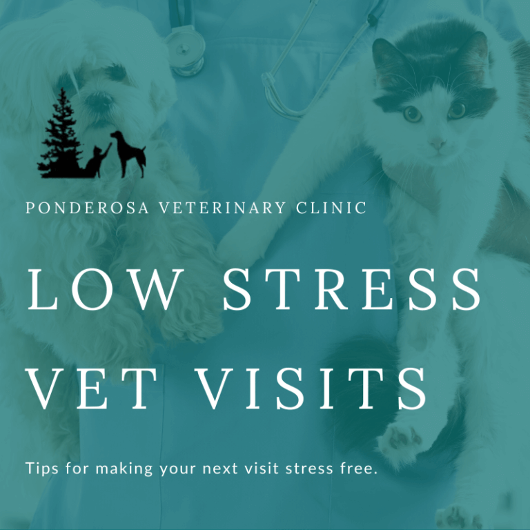 Tips For Taking Your Cat to the Vet Ponderosa Veterinary Clinic