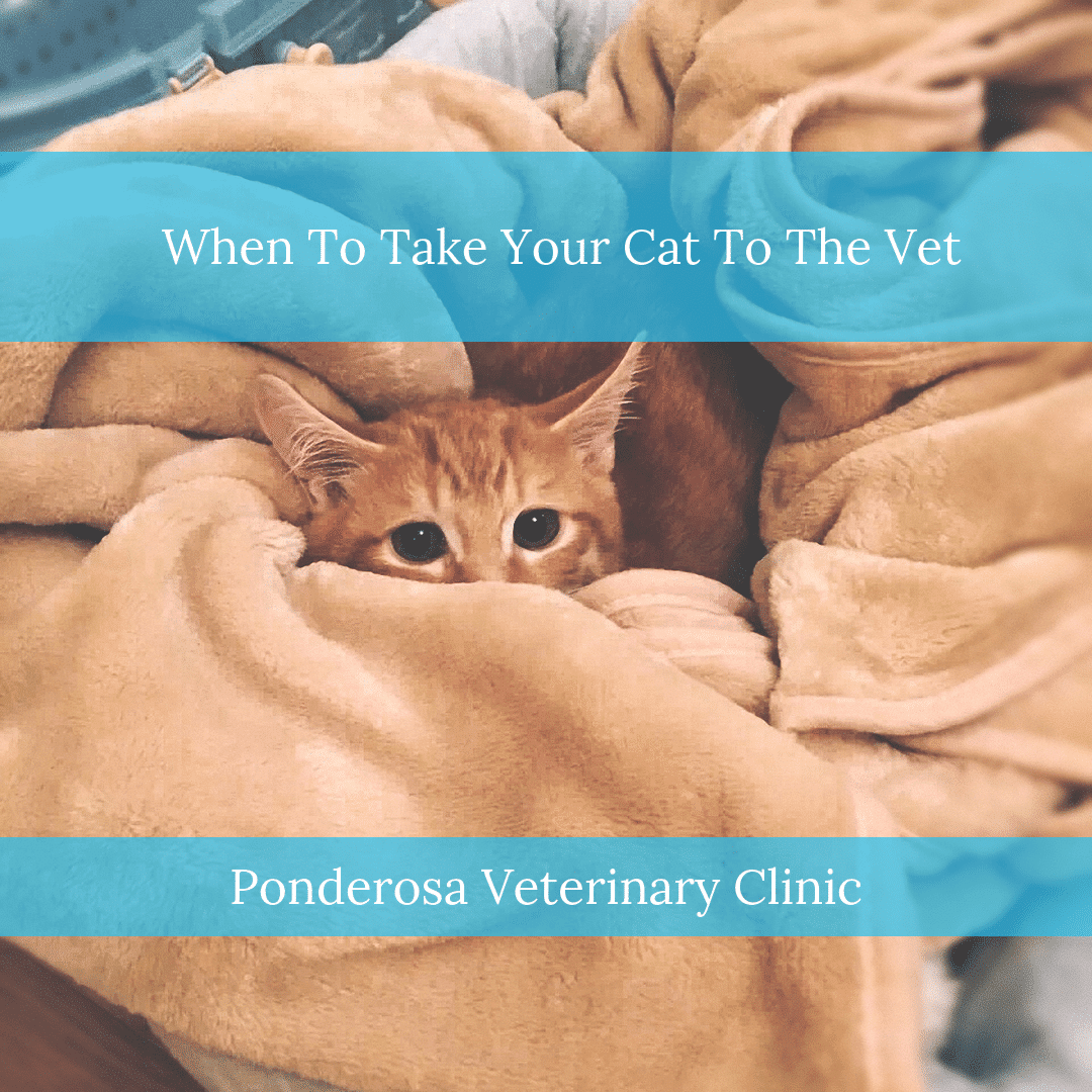 When To Take Your Cat To The Vet Ponderosa