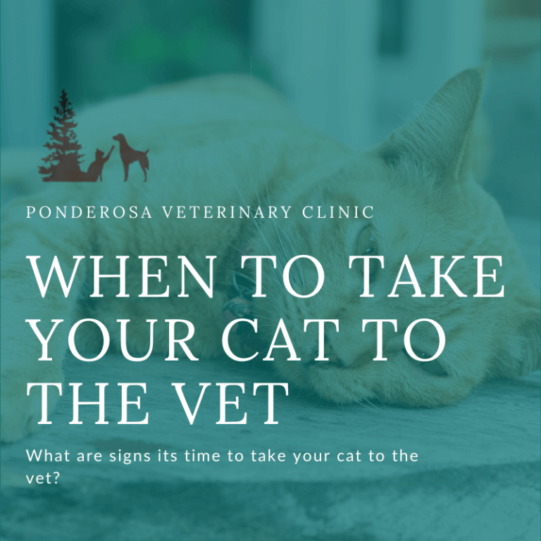When To Take Your Cat To The Vet Ponderosa Veterinary Clinic