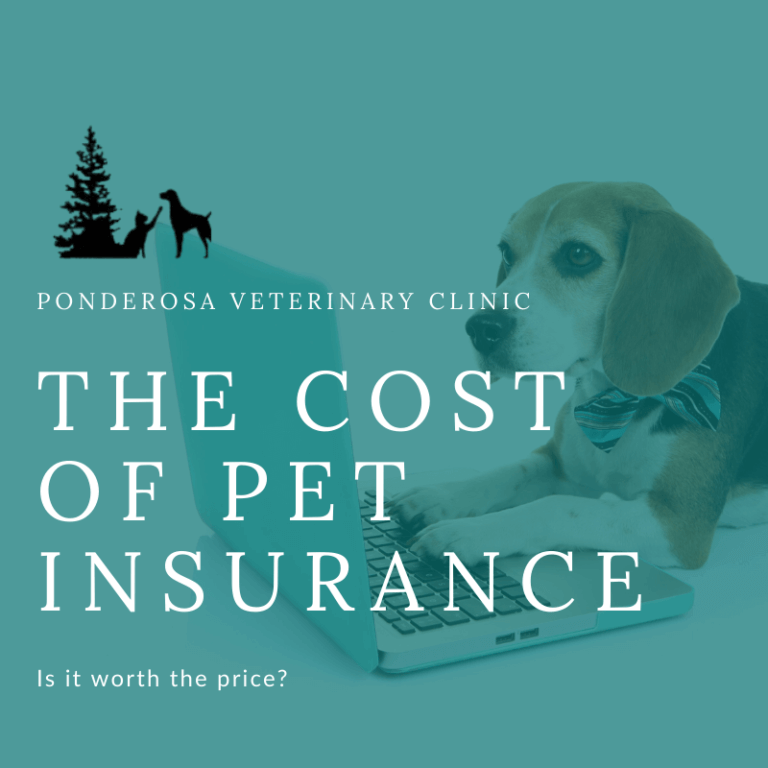 Is Pet Insurance Worth The Cost? | Ponderosa Veterinary Clinic