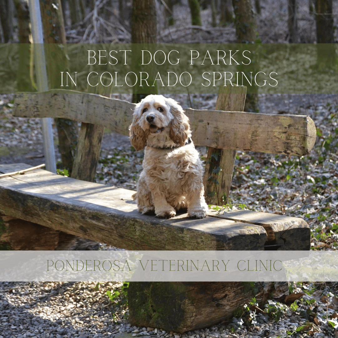 BestDogParksColoradoSprings Ponderosa