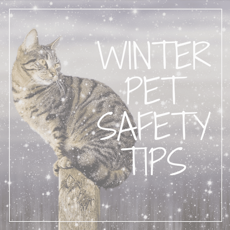 winter-pet-safety-tips | Ponderosa