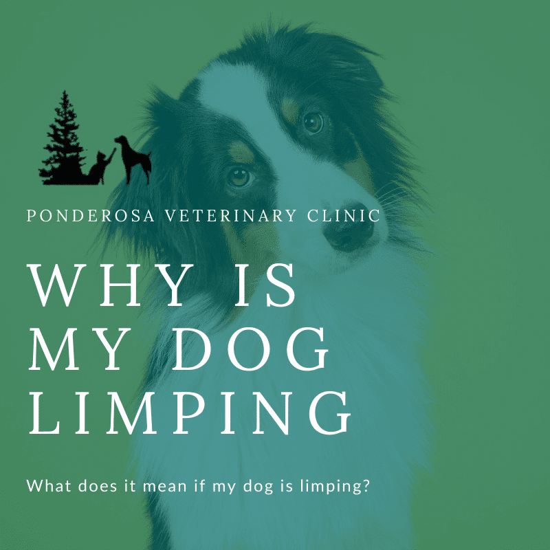 why-is-my-dog-limping-ponderosa-veterinary-clinic