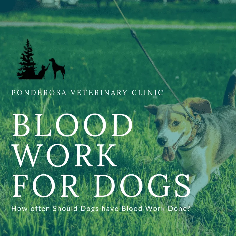 graphic showing how often dogs should have blood work done by their veterinarian