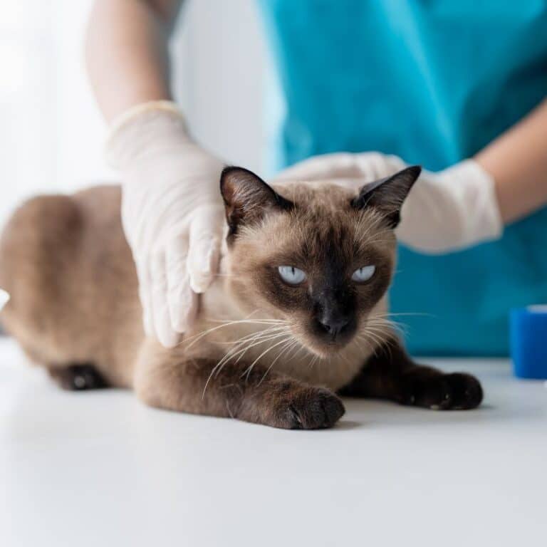 Cat Lab Work When to Order Blood Work for Cats | Ponderosa Veterinary Clinic