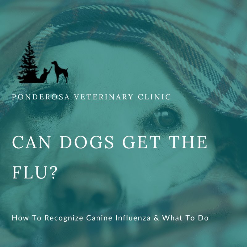 Can dogs get the flu? Can they catch it from humans?