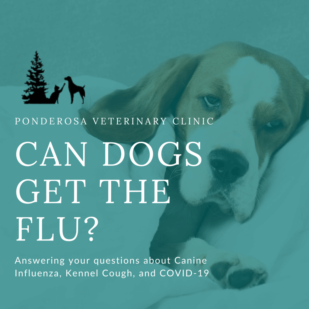 Can Dogs Get The Flu? Ponderosa Veterinary Clinic