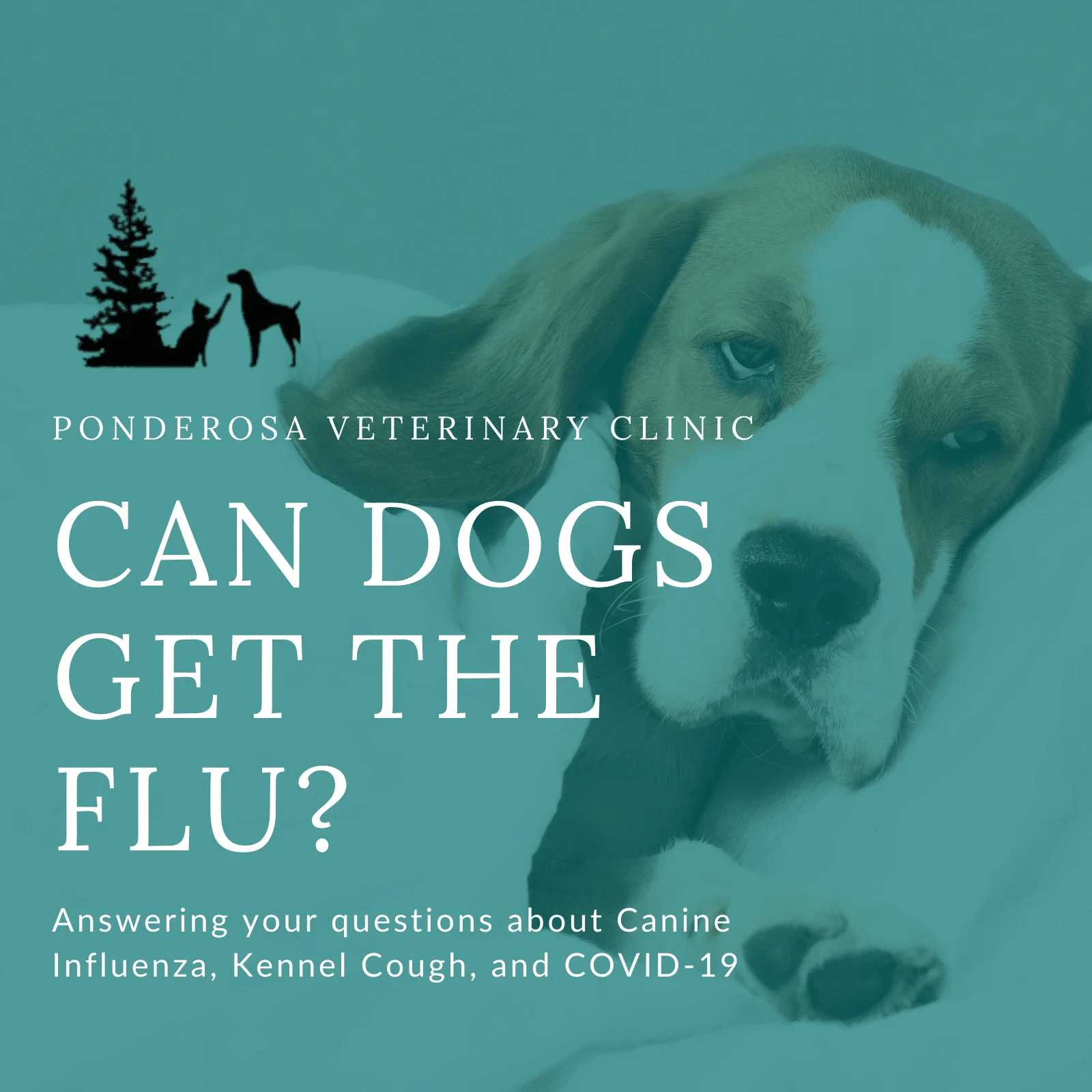 Image of sick dog with the title Can Dogs Get The Flu