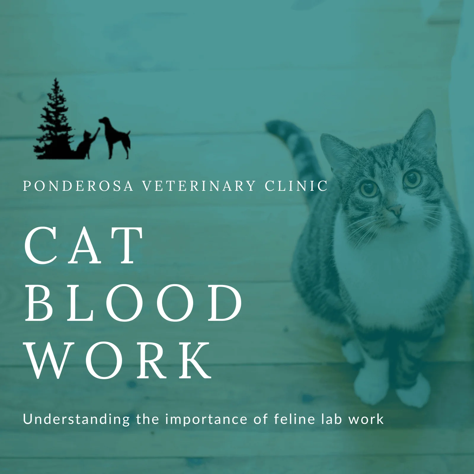 cat blood work blog