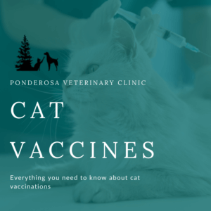 graphic of cat vaccines