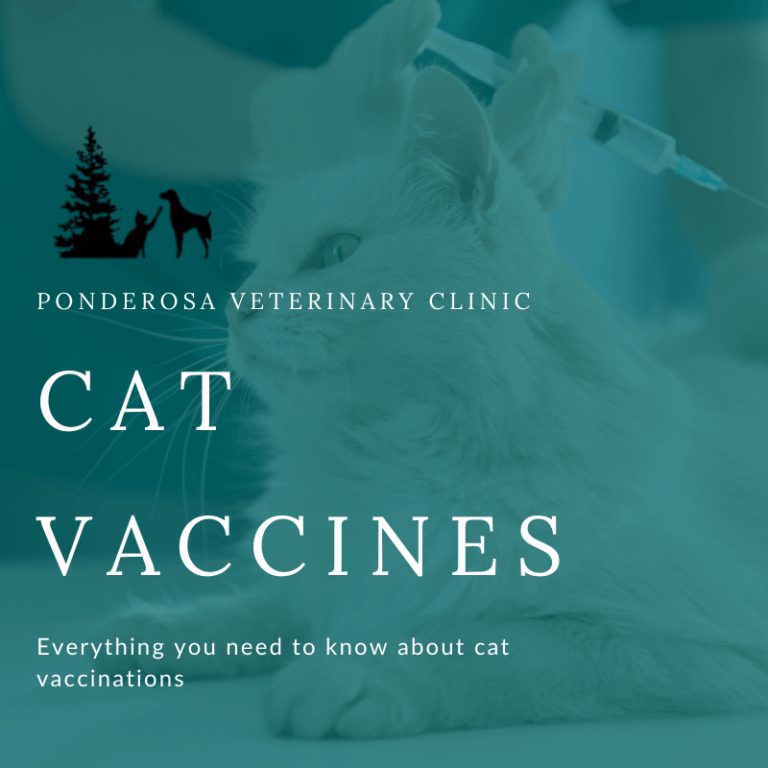 Ponderosa Veterinarian Clinic | How Often Do Cats Need to be Vaccinated