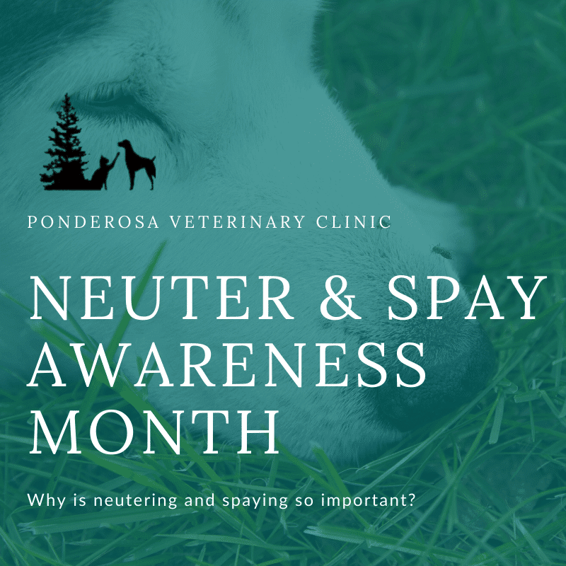 neuter and spay awareness month
