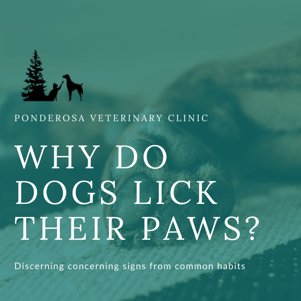 why-do-dogs-lick-their-paws-ponderosa-veterinary-clinic