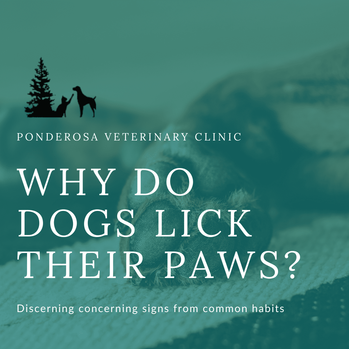 Dog paws and caption of why do dogs lick their paws