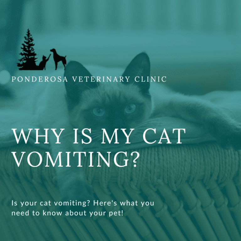 why-is-my-cat-vomiting-ponderosa-veterinary-clinic