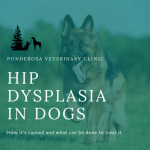 Hip Dysplasia in Dogs | Ponderosa Veterinary Clinic