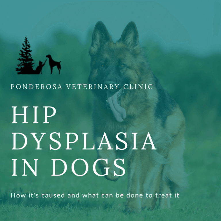 Hip Dysplasia in Dogs Ponderosa Veterinary Clinic