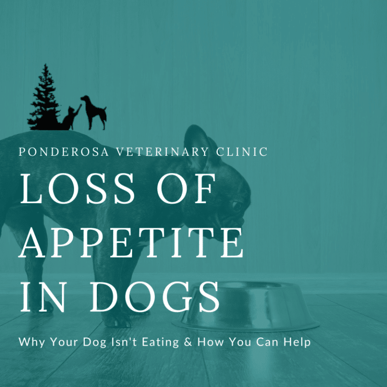 loss-of-appetite-in-dogs-how-to-help-ponderosa-veterinary-clinic