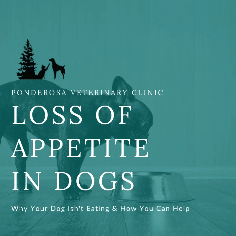 https://ponderosavetclinic.com/wp-content/uploads/2020/07/loss-of-appetite-in-dogs.png.webp