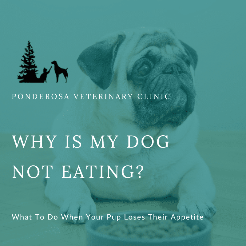 What does it mean when your dog is not eating?
