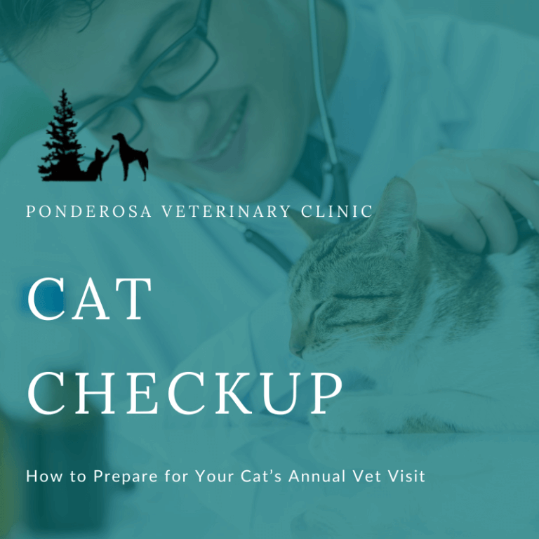 Prepare for Your Cat's Annual Vet Visit Ponderosa Veterinary Clinic