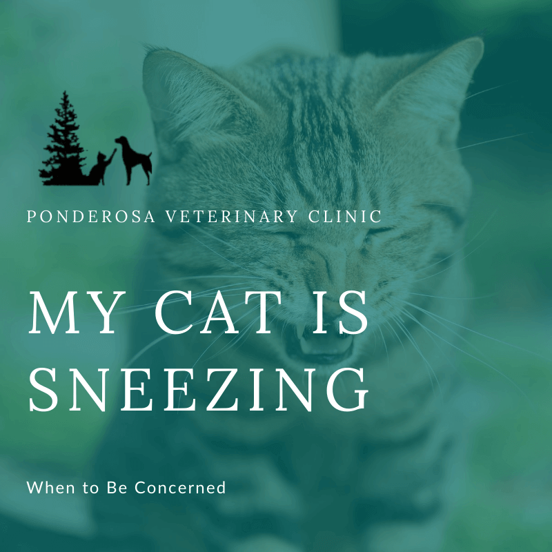 Treatment for hotsell cat sneezing