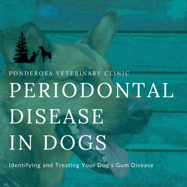 periodontal-disease-in-dogs-ponderosa-veterinary-clinic