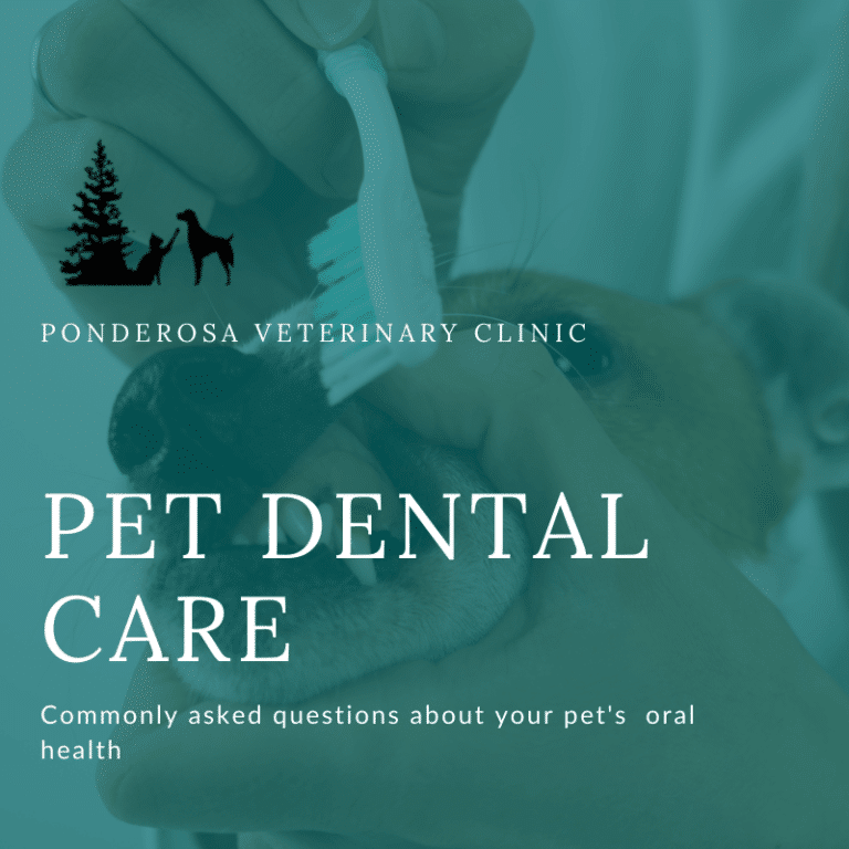 Pet Dental Care Ponderosa Veterinary Clinic