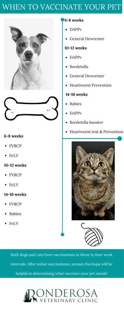 Ponderosa Veterinarian Clinic How Often Do Cats Need To Be Vaccinated