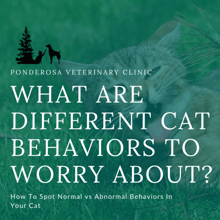 Is My Cat Okay? Exploring Cat Behaviors Ponderosa Veterinary Clinic