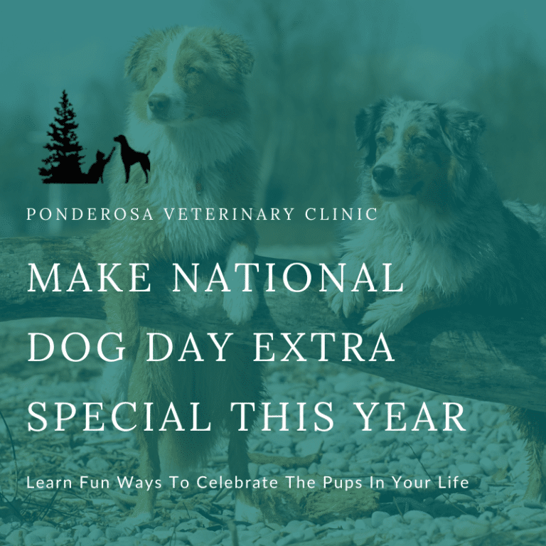 7 Unique Ways To Celebrate National Dog Day Ponderosa Vet Clinic