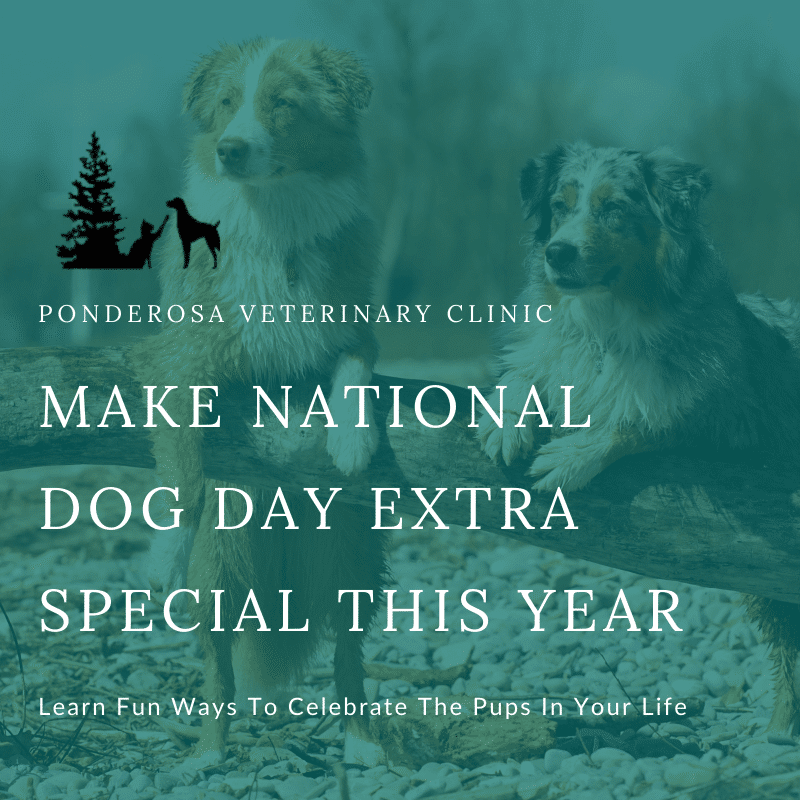 7-unique-ways-to-celebrate-national-dog-day-ponderosa-vet-clinic