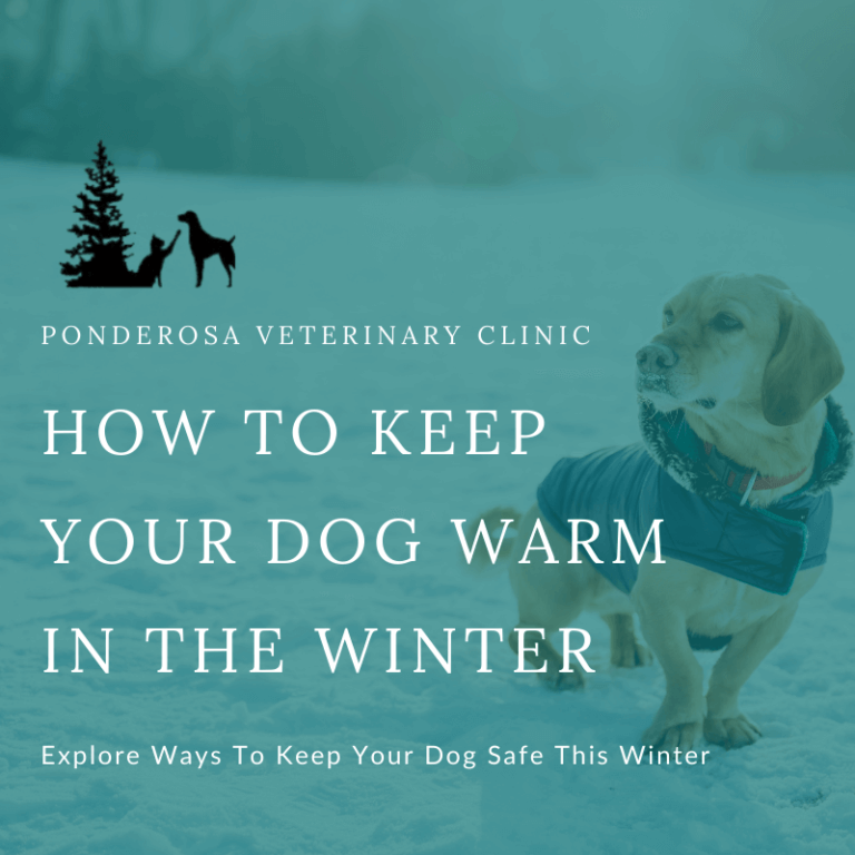 how-to-keep-your-dog-warm-in-the-winter-ponderosa-veterinary-clinic