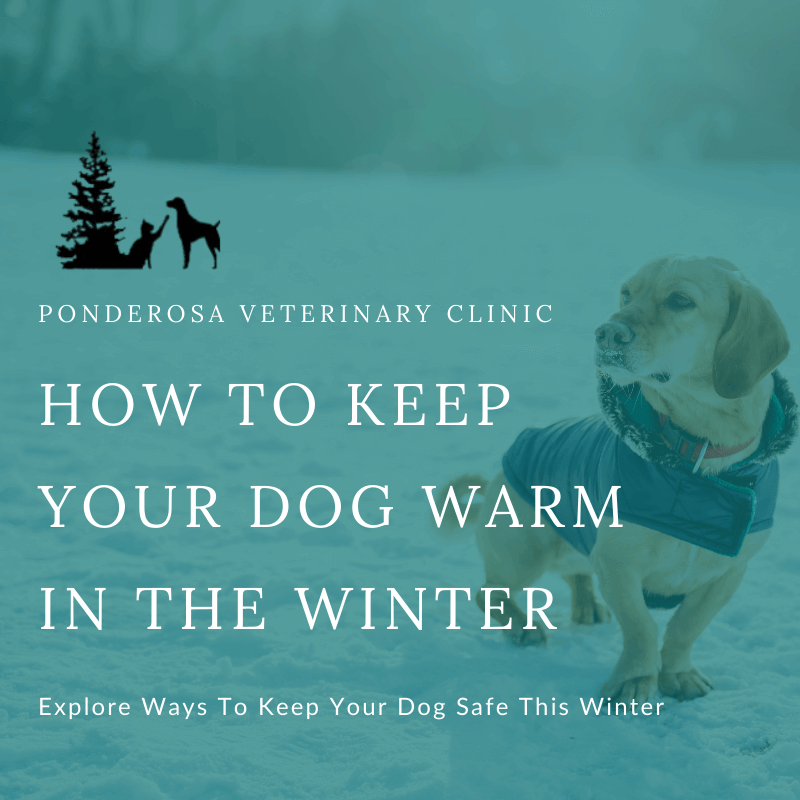 How To Keep Your Dog Warm In The Winter | Ponderosa Veterinary Clinic