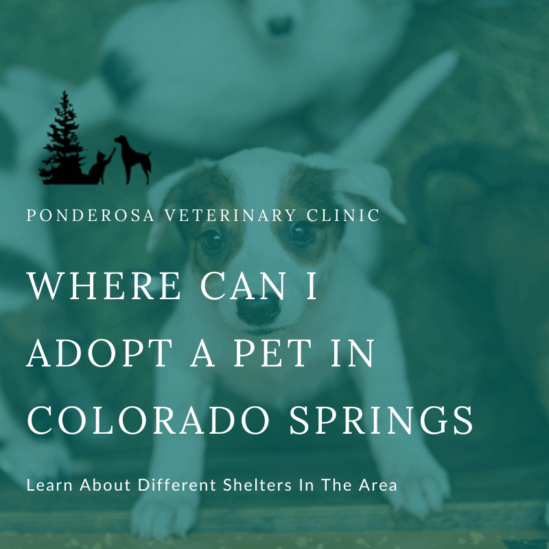 The image shows a few puppies with one puppy standing up against a fence. There is a green overlay on the image with white text that reads, "Where Can I Adopt A Pet In Colorado Springs?"