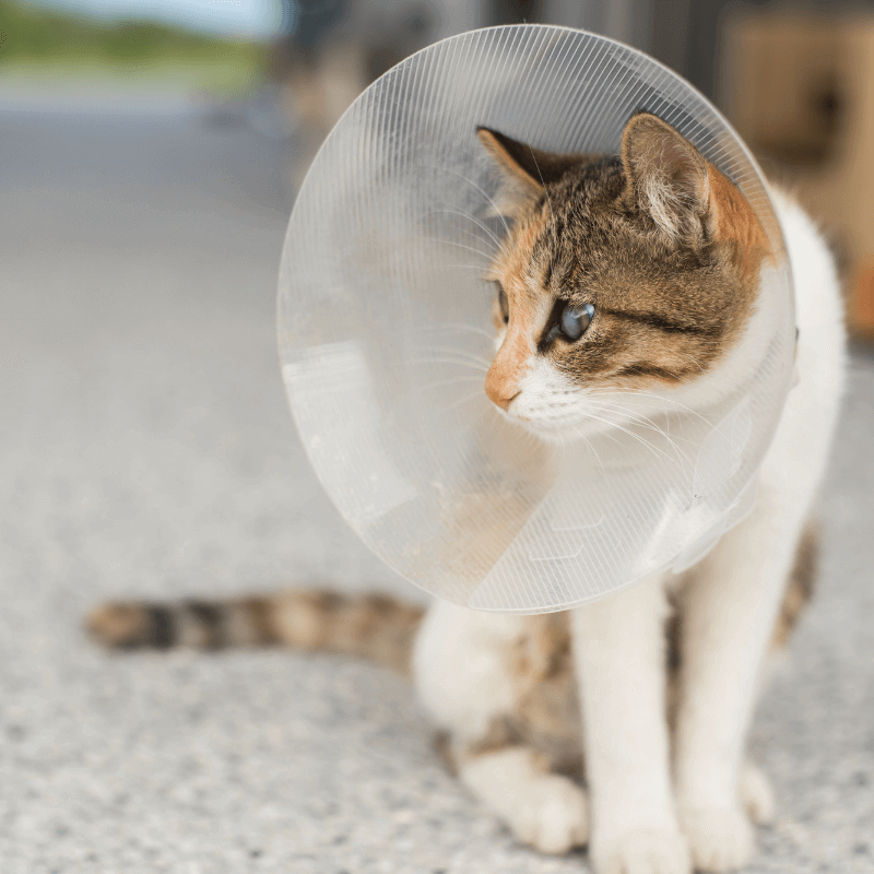 A picture of a cat wearing a cone.