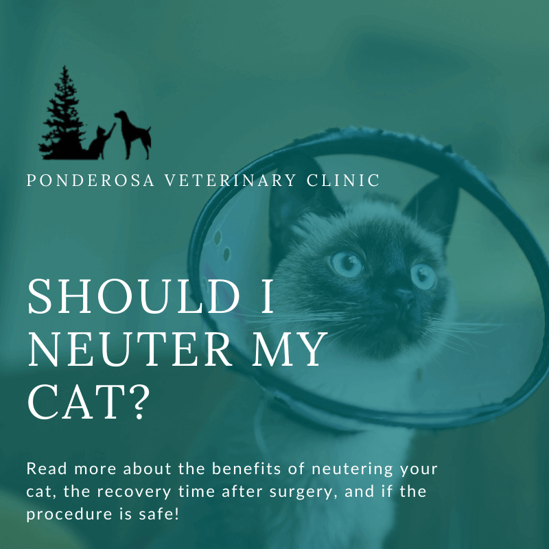 This graphic has a picture of a cat wearing a cone. There is a deep green overlay on top of the image with a title that reads, "Should I Neuter My Cat?"