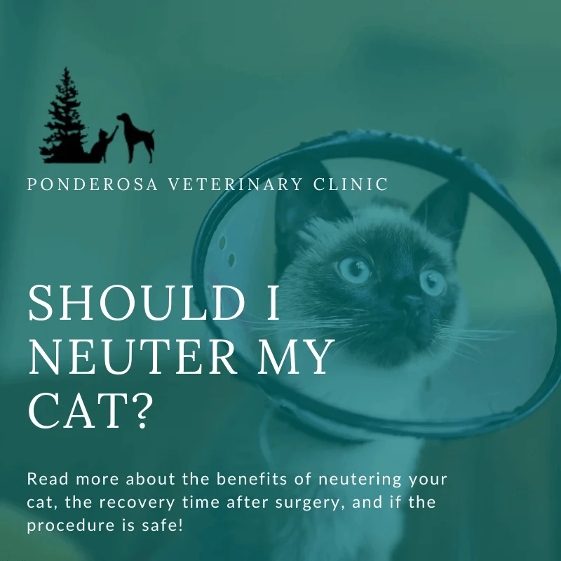 Is neutering best sale a cat safe