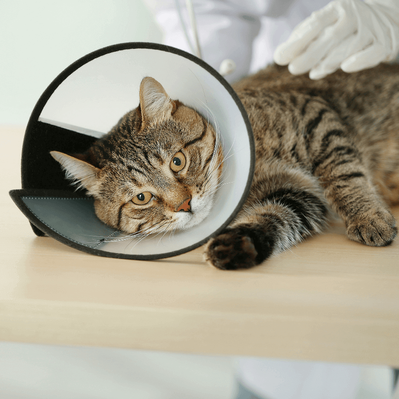 A picture of a cat lying down wearing a cone.