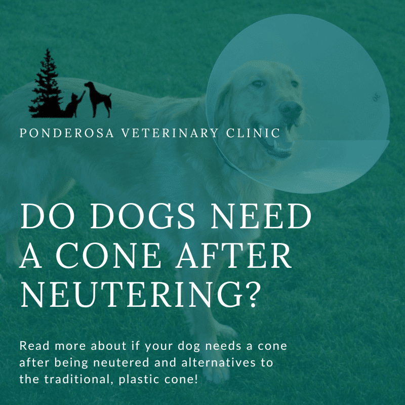 This graphic has a picture of a dog wearing a cone. There is a deep green overlay on top of the image with a title that reads, "Do Dogs Need a Cone After Neutering?"