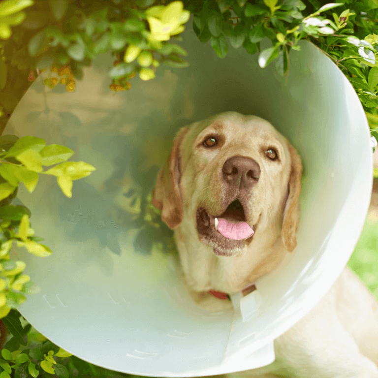 Do Dogs Need a Cone After Neutering? Ponderosa Veterinary Clinic