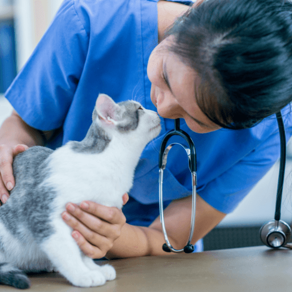 a picture of a vet with a cat