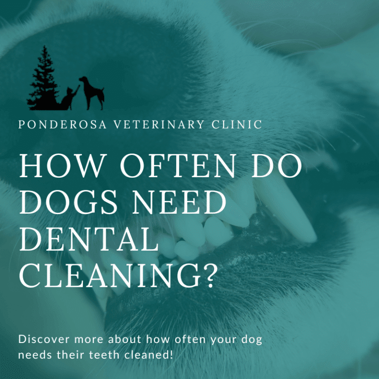 how-often-do-dogs-need-dental-cleaning-ponderosa-vet-clinic