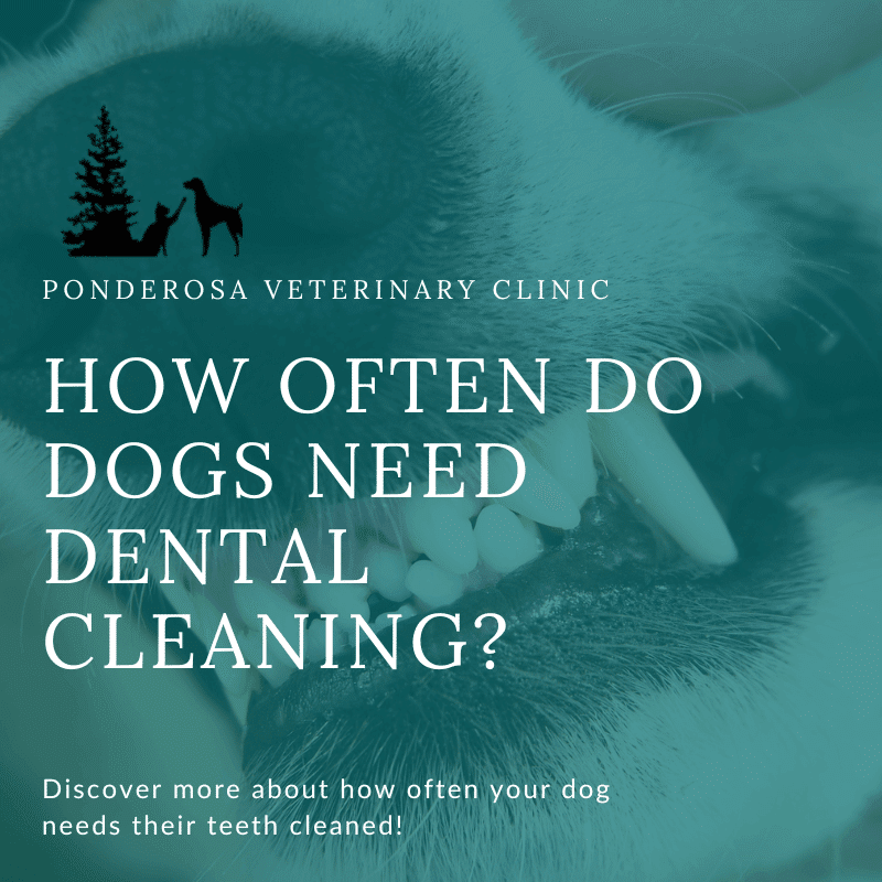 This graphic has a picture of a dog's mouth. There is a deep green overlay on top of the image with a title that reads, "How Often Do Dogs Need Dental Cleaning?"